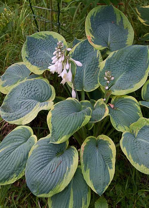 Хоста-«Frans-Wiliams