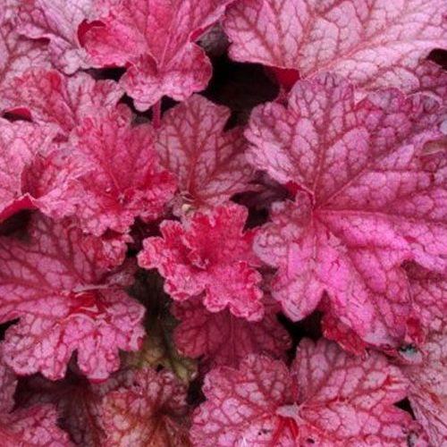 гейхера berry smoothie