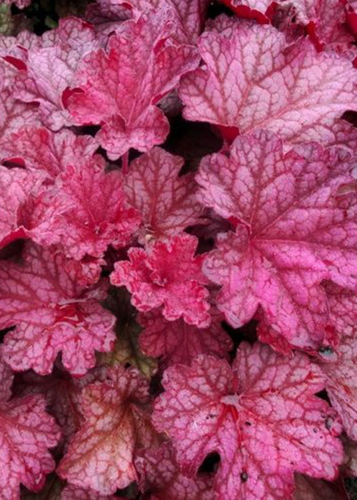 гейхера berry smoothie