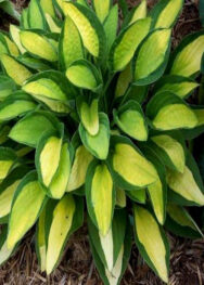 жоста GYPSY ROSE