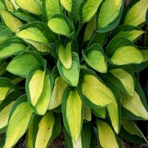 жоста GYPSY ROSE