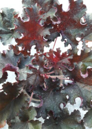 Гейхера Milting fire