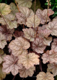 Гейхера Encore.