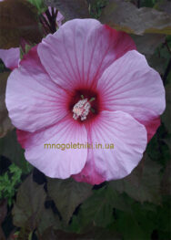 Гібіскус "Small Wonders"