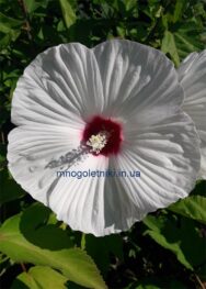 Гібіскус Білий перламутр.