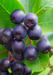 Аронія (чорноплідна горобина).