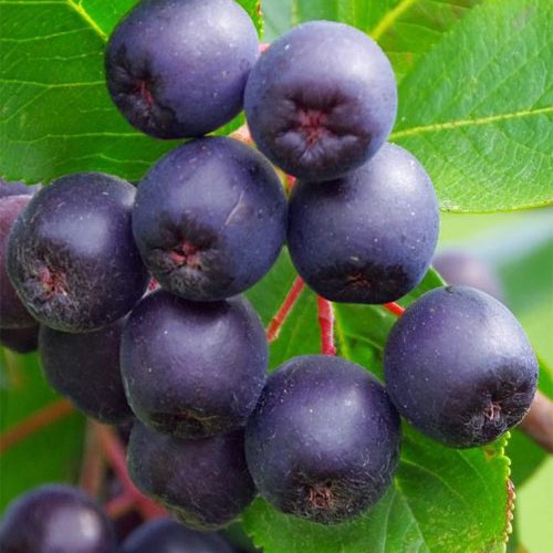 Аронія (чорноплідна горобина).