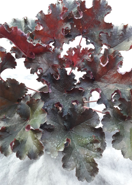 Гейхера Milting fire - Зображення 2