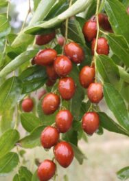 Зізіфус (китайський фінік)