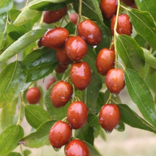 Зізіфус (китайський фінік)