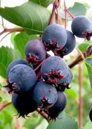 Ірга Пембіна