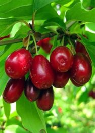 Ягідні чагарники