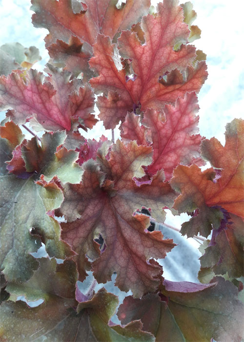 Гейхера Marmelade - Зображення 2