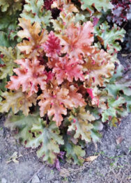 Гейхера Marmelade