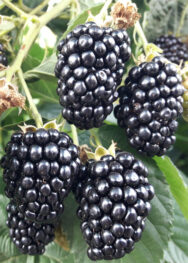 ожина Блек меджик.