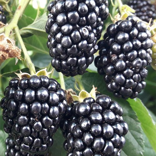 ожина Блек меджик.