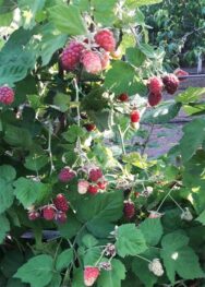 щомаліна Логанбері