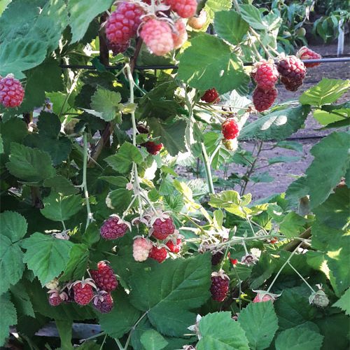 щомаліна Логанбері