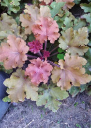 Гейхера Карамель