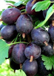 аґрус чорномор