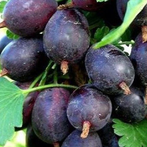 аґрус чорномор