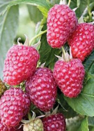 малина Брусв'яна.