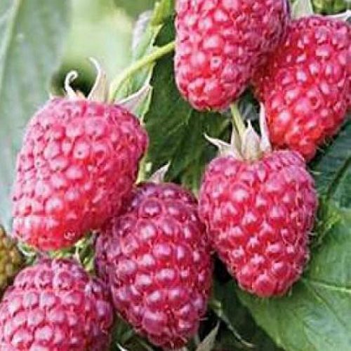 малина Брусв'яна.