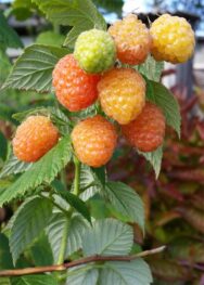 малина Ярославна