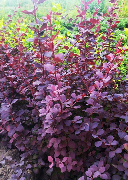 барбарис оттавський 'Superba'.