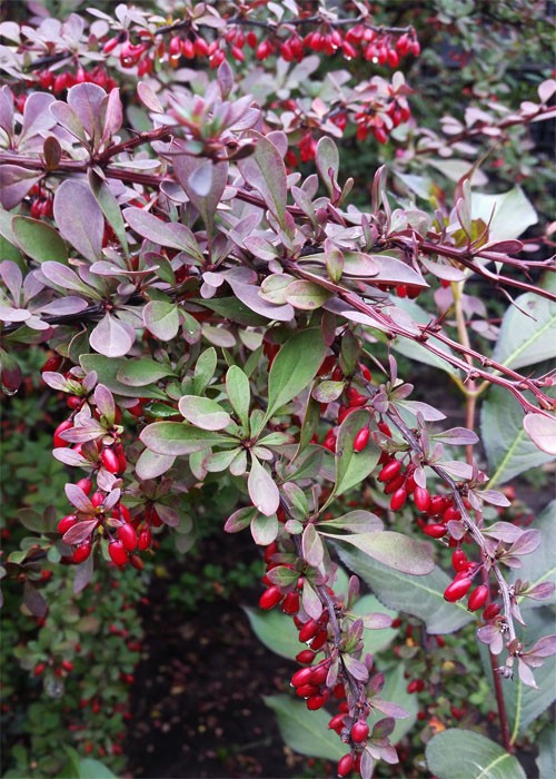 Барбарис Superba