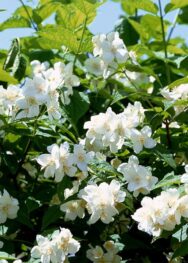 Декоративні чагарники