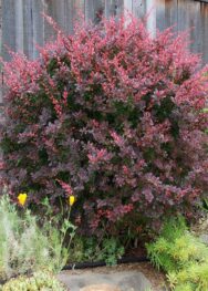 барбарис оттавський 'Superba'.