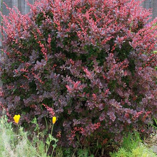 барбарис оттавський 'Superba'.