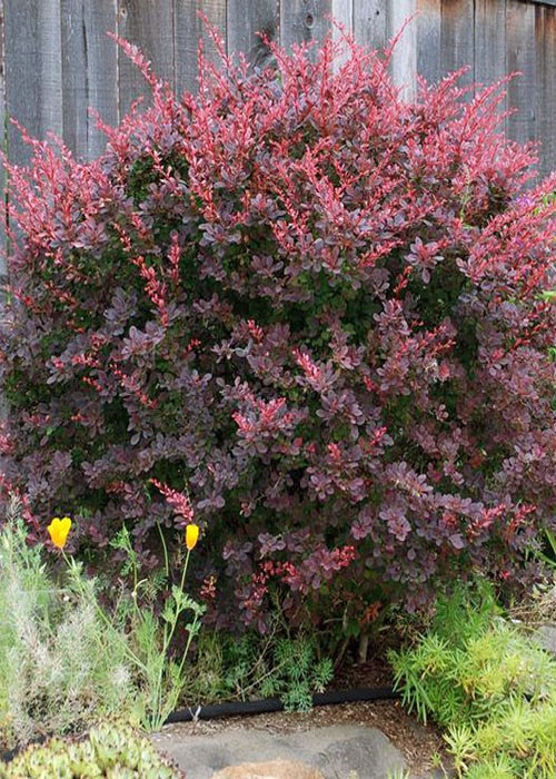 барбарис оттавський 'Superba'.