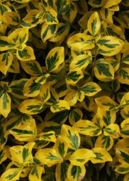 Бересклет форчуна Эмеральд голд