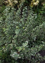 Бересклет Форчуна 'Сільвер Квін'