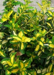 Багаторічник