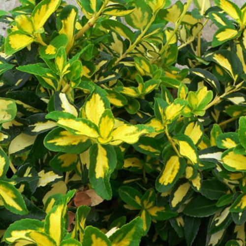 Бересклет форчуна Sunspot..