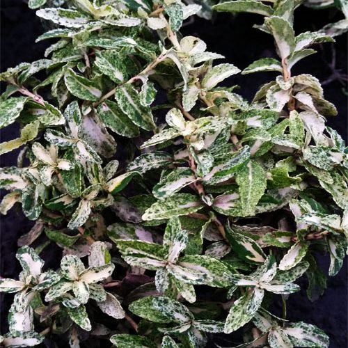 Бересклет форчуна «Арлекін»