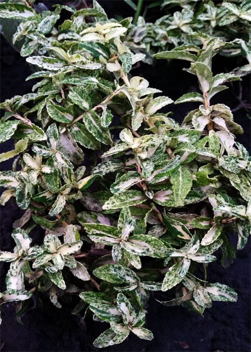 Бересклет форчуна «Арлекін»