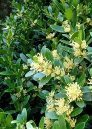 Самшит-вічнозелений