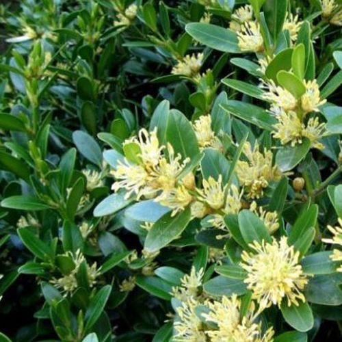 Самшит-вічнозелений