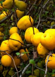 Айва Японська