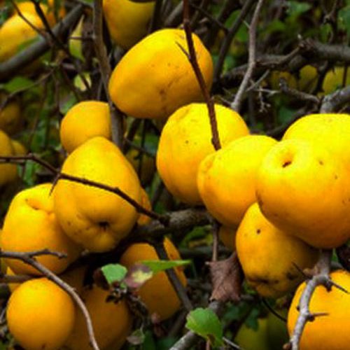 Айва Японська