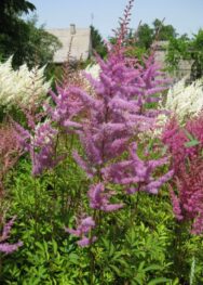 Астильба Amethyst