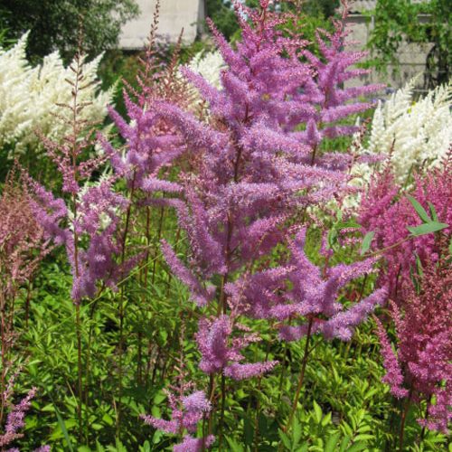 Астильба Amethyst