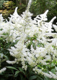 Астильба Deutschland