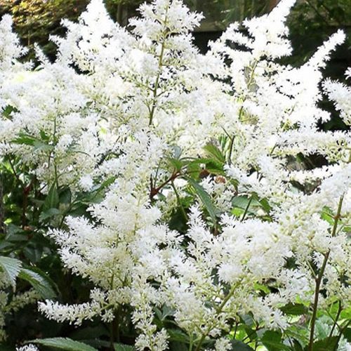 Астильба Deutschland