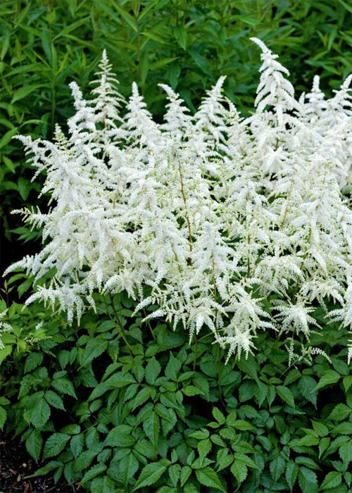 Астильба Deutschland