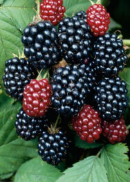 Ожина Торнфрі